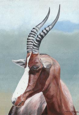 South African Artist Fine Art Wall Art Flowers Bontebok Wild Animals Safari Overberg