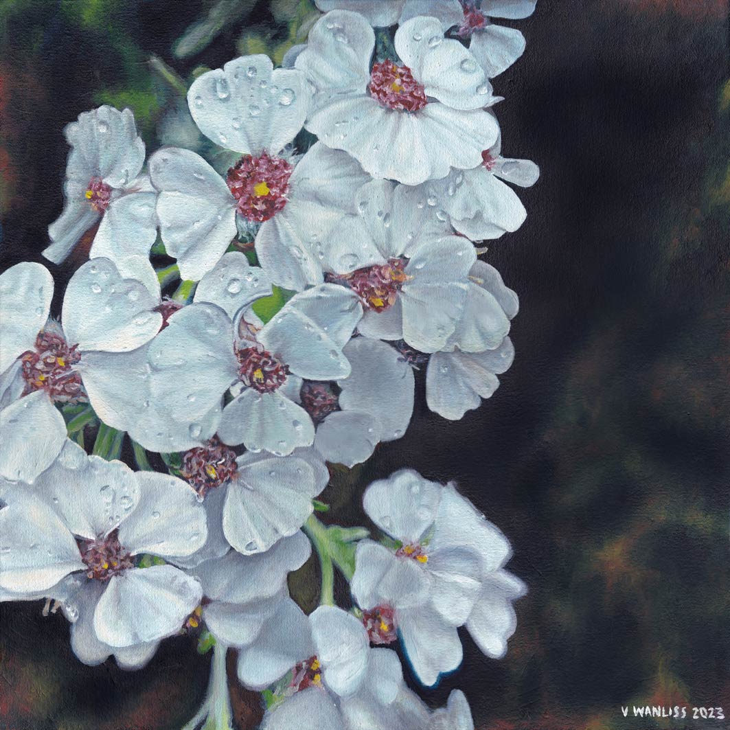 South African Artist Wall Art Flowers Kirstenbosch Dewy