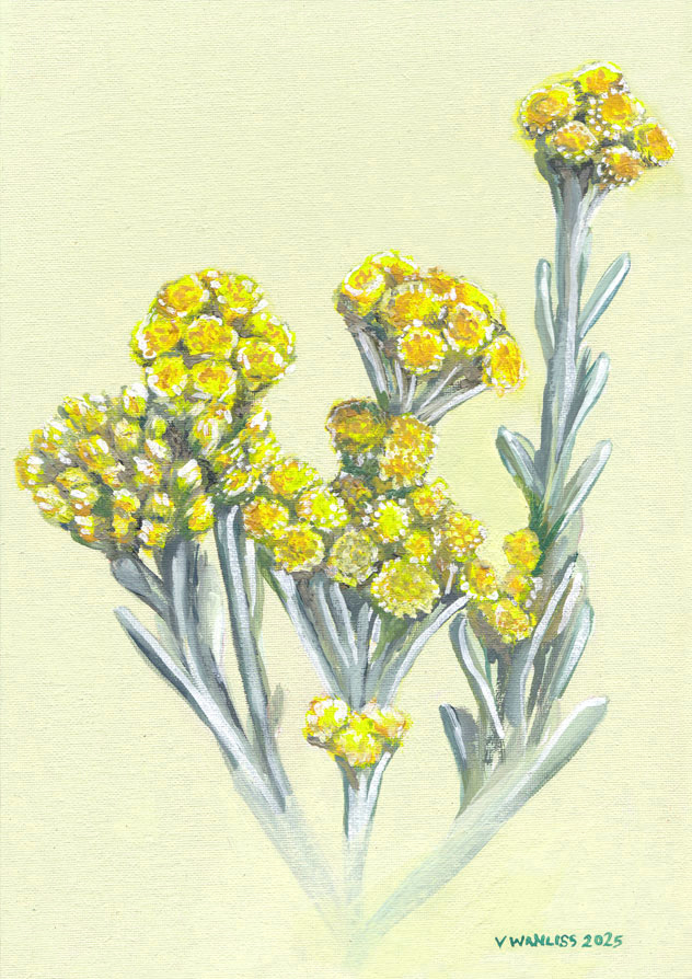 South African Artist Wall Art Flowers Indigenous