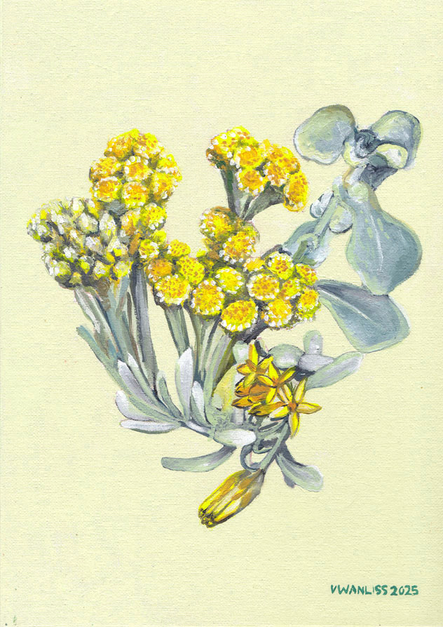 South African Artist Wall Art Flowers Indigenous