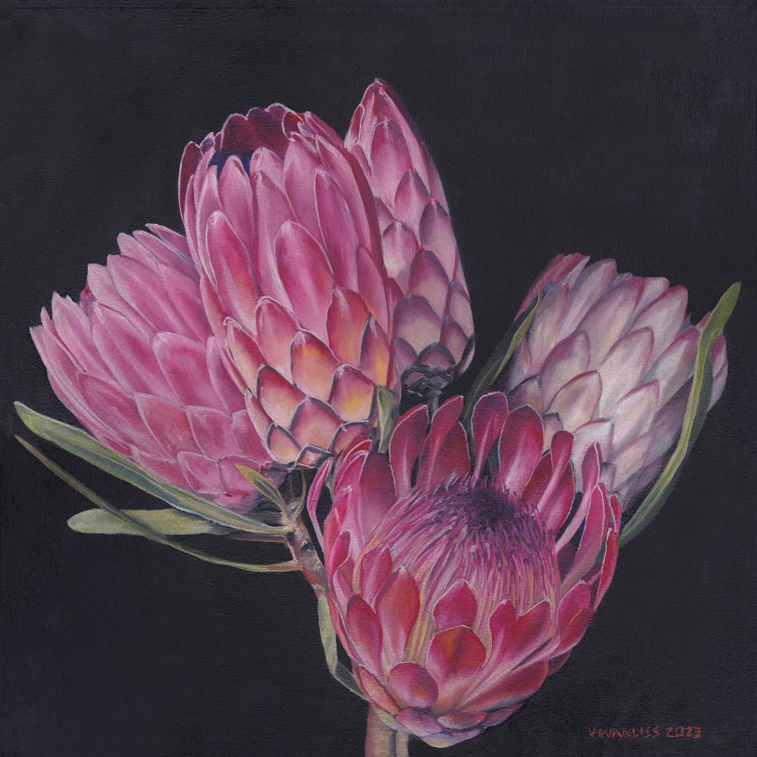 South African Artist Fine Art Wall Art Flowers Proteas Sugarbush