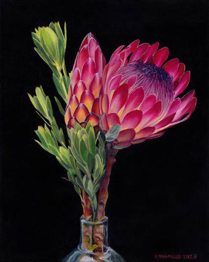 South African Artist Fine Art Wall Art Flowers Proteas