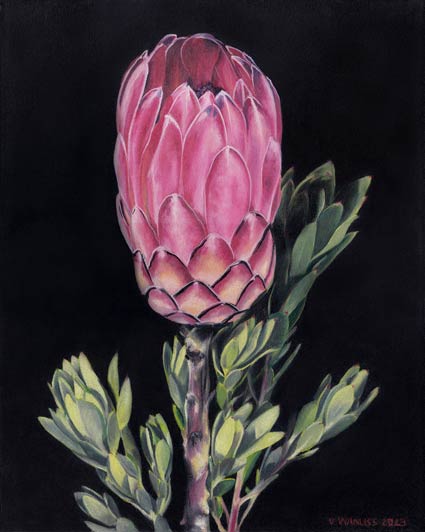 South African Artist Fine Art Wall Art Flowers Proteas